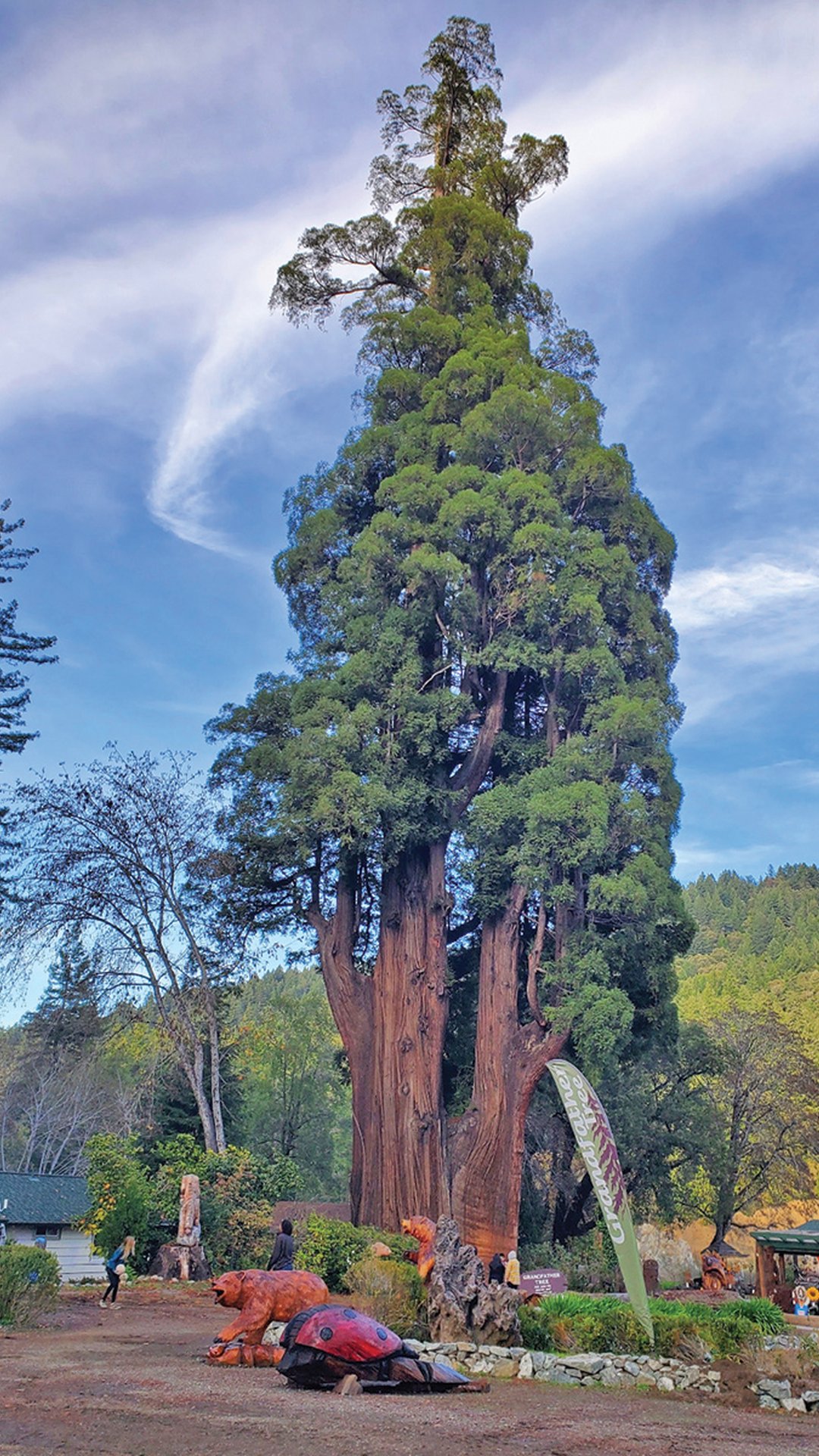 Grandfather Tree — Humboldt County